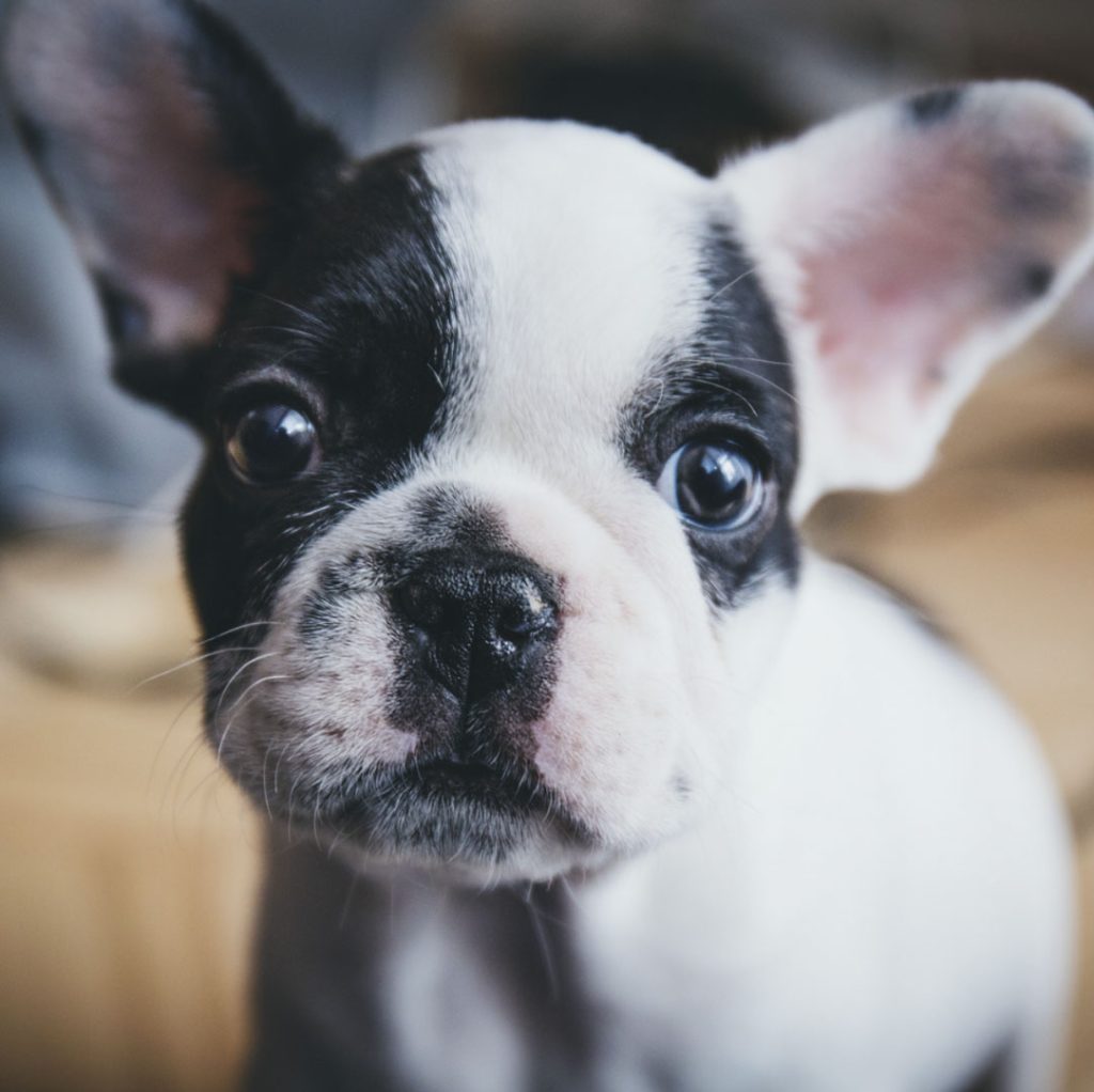 Inscrivons Le Bien Etre Animal Dans La Constitution
