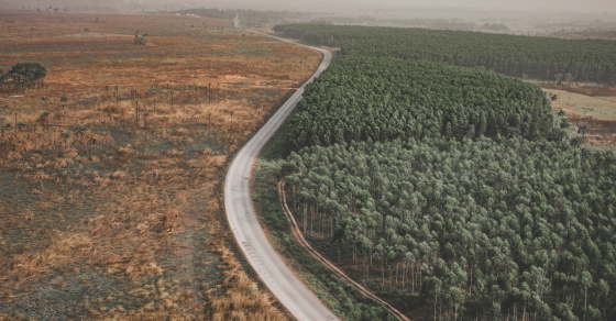 Deforestation