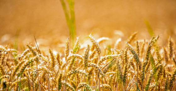 Vignettes Site Web 14