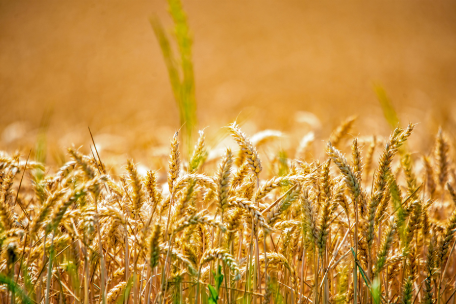 Vignettes Site Web 14